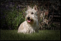 Étalon Scottish Terrier - Howard happy face du Clan Des Bigoudens
