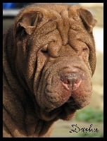 Étalon Shar Pei - Dashu de la Dynastie Han