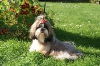 Étalon Shih Tzu - Lyns-Avenly Lilyrose