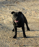 Étalon Staffordshire Bull Terrier - immness Deja vu euphoriastaff
