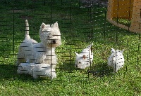 Étalon West Highland White Terrier - Mac Khalahann's Highland