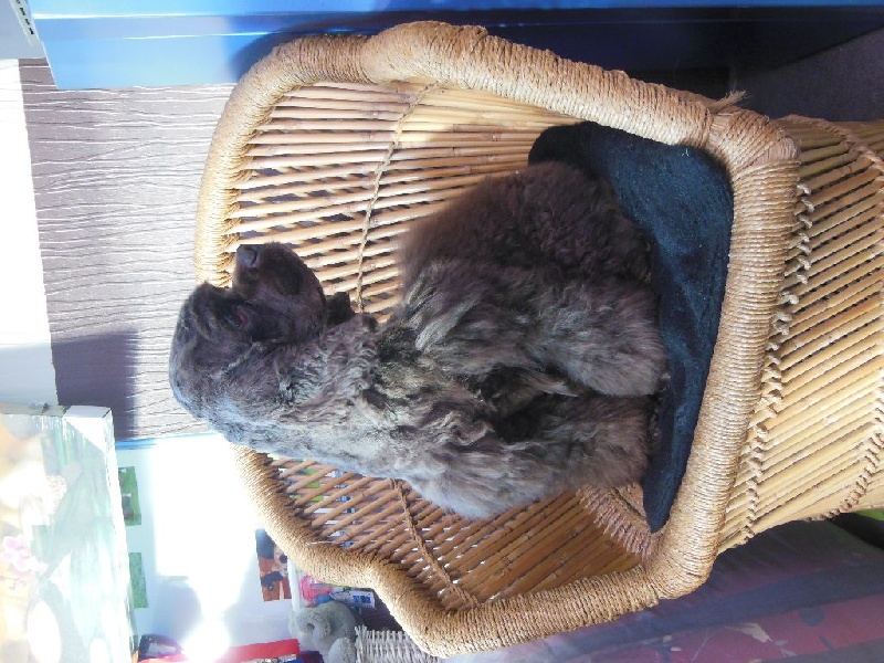 Truly yours Chocolate dream