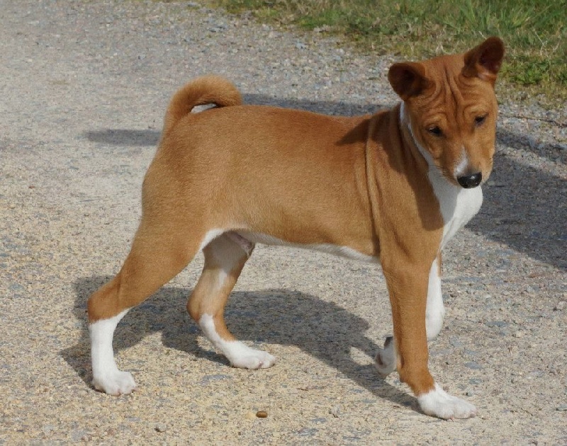 Publication : Canens Africae 