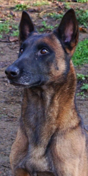 Publication : de la lune argentée Auteur : SAZERAT VALERIE