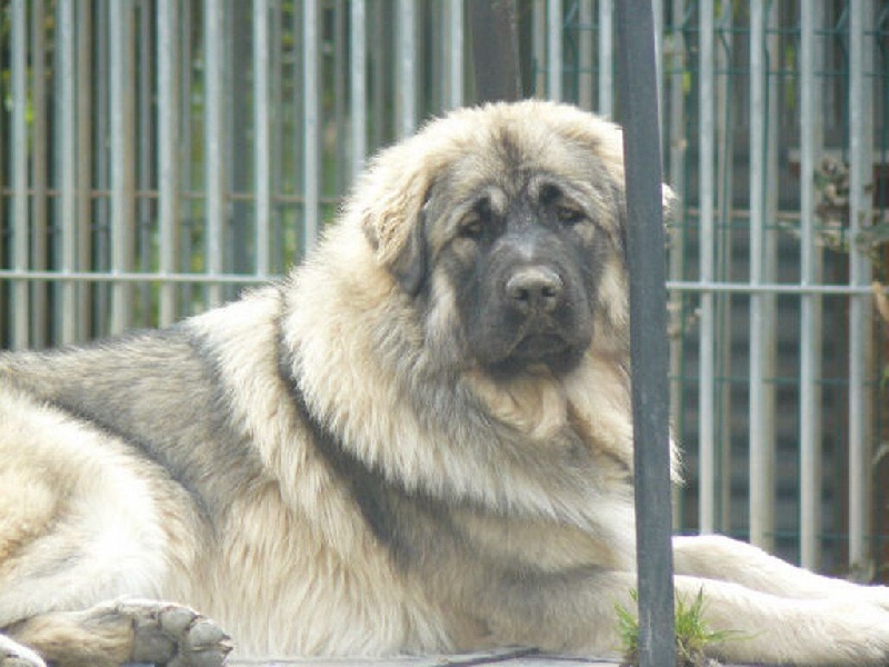 CH. Efoly's Fanta dite fame