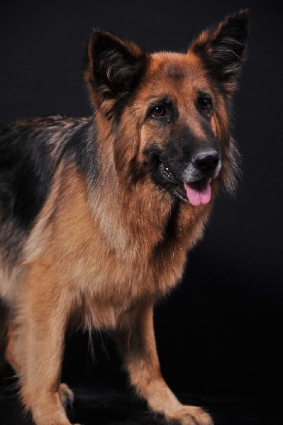 Firenzé du moulin de madjurie