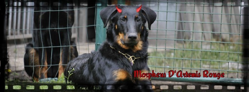 Publication : D'Artemis Rouge