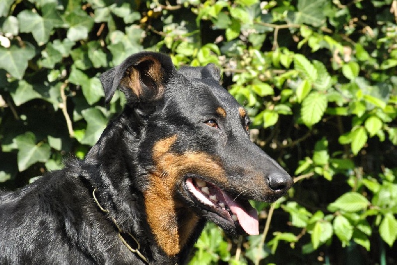 TR. CH. Hestia du Bois Tourbeux