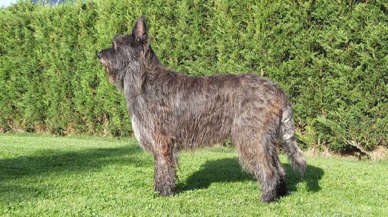 Garry Du domaine de brédenarde