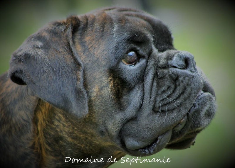 Publication : du domaine de septimanie Auteur : Nicolau alain