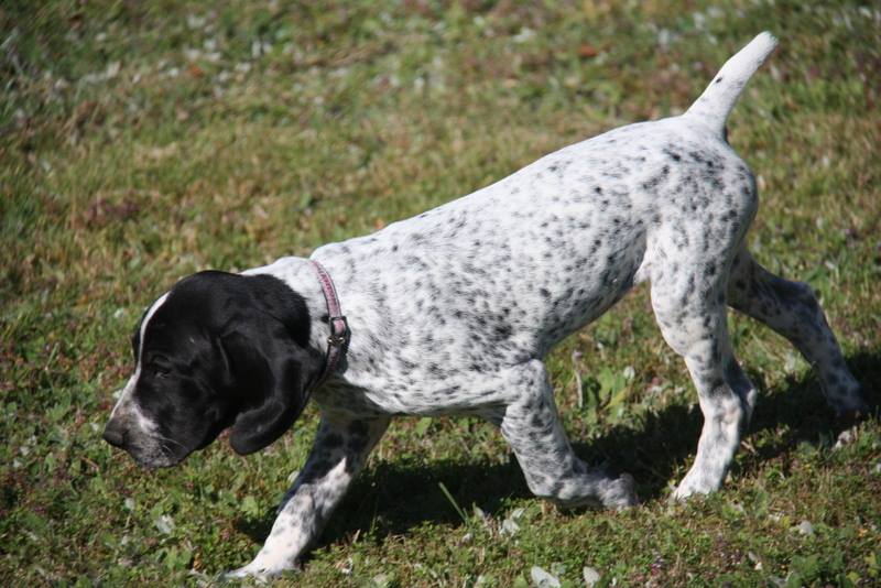 Publication : des diamants gris d'Elisa Auteur : Gerard Fantgauthier