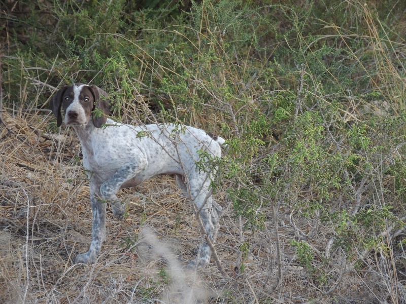 Publication : La Fuente Del Braco Auteur : Louis NAVARRO