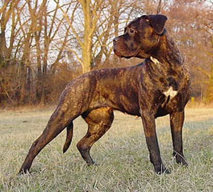 Chiaro e Tondo Agma demetra