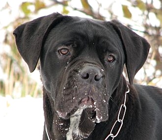 Basma von der liebessphare