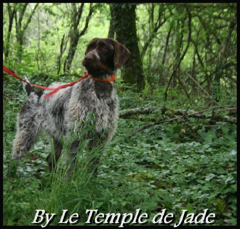 Publication : du temple de jade Auteur : Duchaussoy régis 