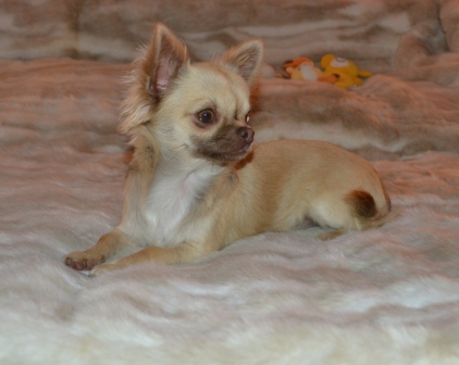 Jafard du domaine de Peyrazet