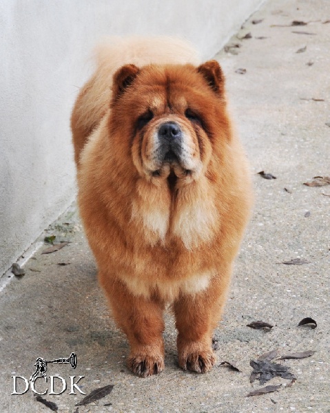 Publication : du chemin des korrigans Auteur : DCDK