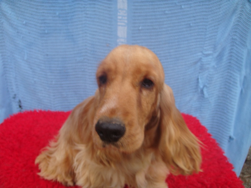 Publication : des bois de la bro 