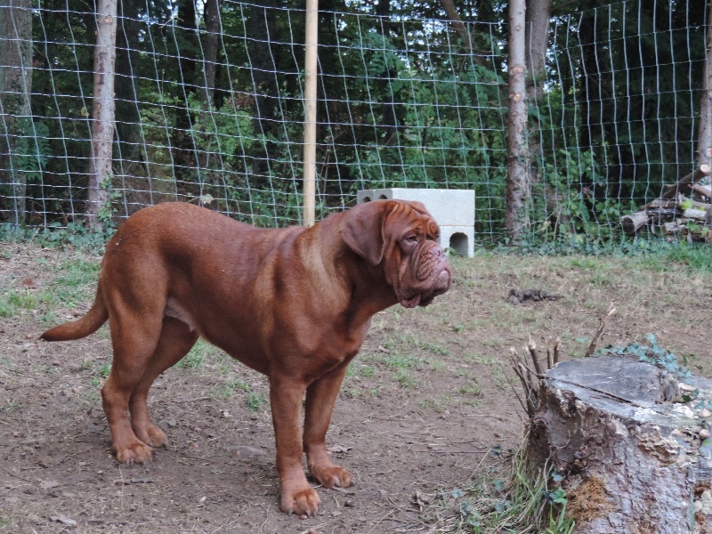 Publication : De L'acajou Dogue 