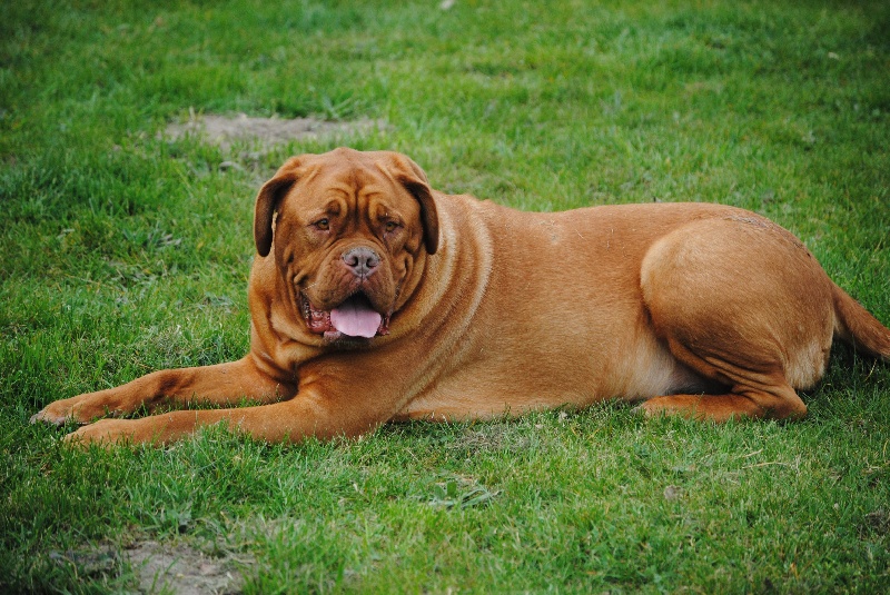 Publication : Des Molosses Merveilleux