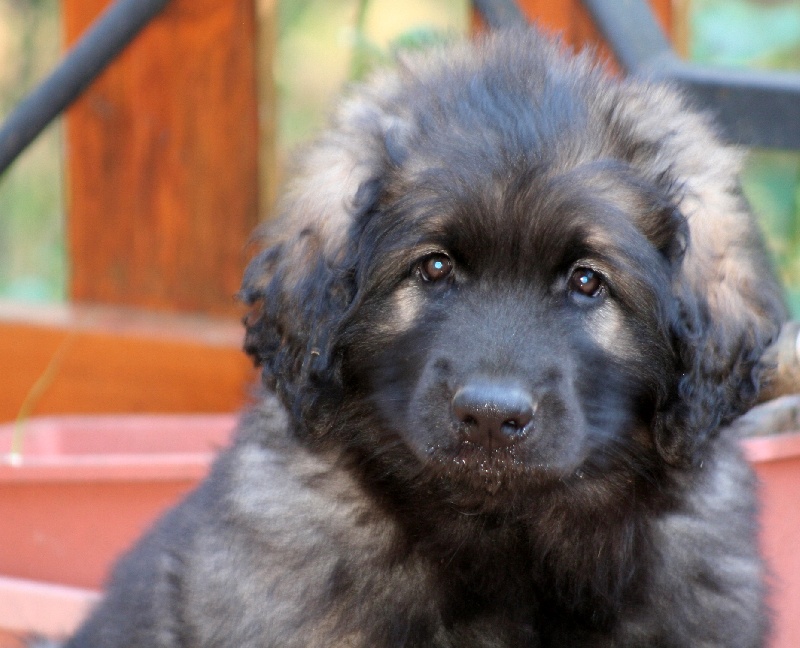 Publication : du jardin des Paulownias