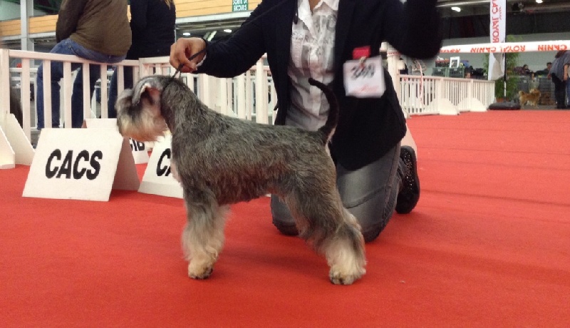 CH. Iryna De la trevaresse des lauves