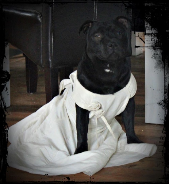 Glamour Of Staffy's Familly