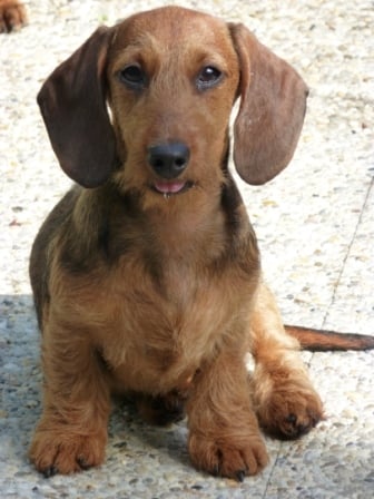 Publication : de la Garenne en Hurepoix Auteur : V.POMPAR