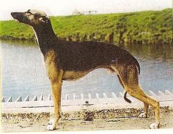 CH. Gpx90 sunslave heatwave at hutaka (Sans Affixe)