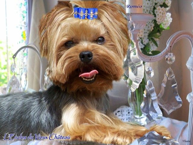 Publication : de l'enclos du vieux chateau Auteur : Vlasta