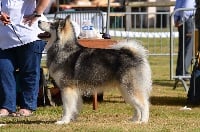 Étalon Alaskan Malamute - Itook (Sans Affixe)