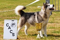 Étalon Alaskan Malamute - CH. Houlka du chalet de meisenthal