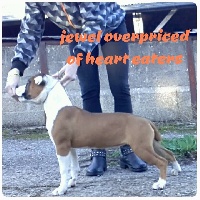Étalon American Staffordshire Terrier - Jewel overpriced Of Heart Eaters