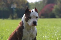 Étalon American Staffordshire Terrier - CH. Highness Blue fawn diamond