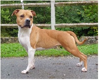Étalon American Staffordshire Terrier - G girl of Usual Suspect