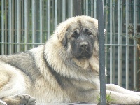 Étalon Berger Yougoslave de Charplanina - CH. Efoly's Fanta dite fame