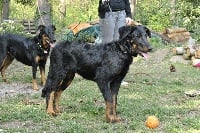 Étalon Berger de Beauce - Moët D'Artemis Rouge