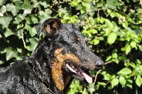 Étalon Berger de Beauce - TR. CH. Hestia du Bois Tourbeux