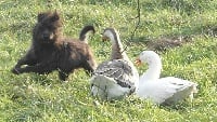 Étalon Berger des Pyrenees à poil long - Iris dite cacahuète (Sans Affixe)