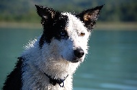 Étalon Border Collie - Gloria (Sans Affixe)