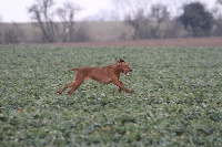 Étalon Braque hongrois à poil court (Vizsla) - CH. Etane du hameau de bellacourt