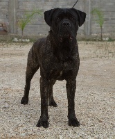 Étalon Cane Corso - Auro (Sans Affixe)
