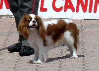 Étalon Cavalier King Charles Spaniel - Ariel del varco
