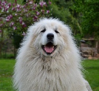 Étalon Chien de Montagne des Pyrenees - soulman's Attina