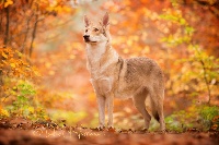 Étalon Chien-loup de Saarloos - Greywolf-guérande de la compagnie du loup gris
