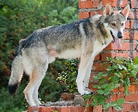 Étalon Chien-loup de Saarloos - CH. Anubis fenrir Netis Tala