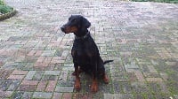 Étalon Dobermann - dobergaarden forever Kiti