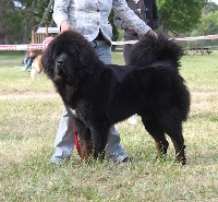 Étalon Dogue du Tibet - CH. chenporewa Nio namdak