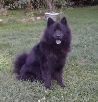 Étalon Eurasier - Gwenda Des Chaumes De Panimare