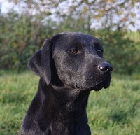 Étalon Labrador Retriever - altiquin Ivory